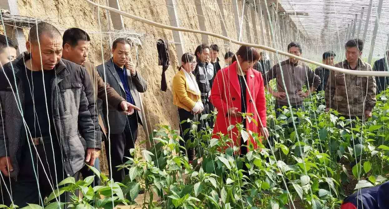 銀田農(nóng)貿(mào)集團(tuán)組織扶貧大棚農(nóng)戶赴壽光參觀學(xué)習(xí)